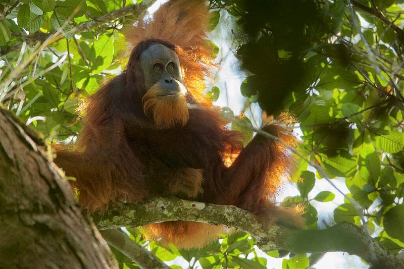 Image: Frontal view of Pongo tapanuliensis (s. Indonesia floods, habitat fragmentation)