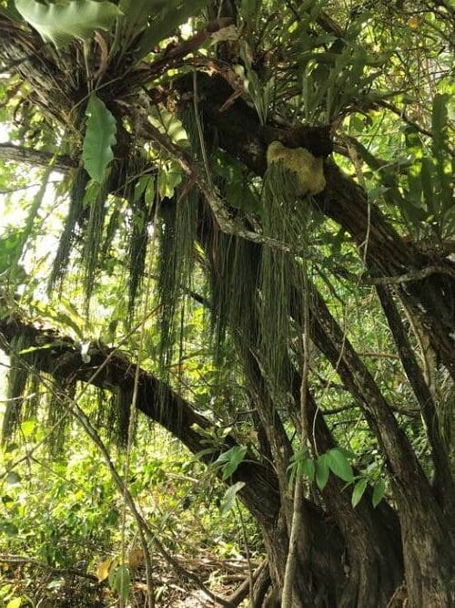 Image: rainforest - closeup - root study
