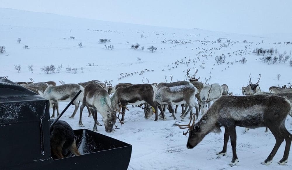 Image: Reindeer husbandry in a changing climate (s. Sámi reindeer, sustainability, climate change)