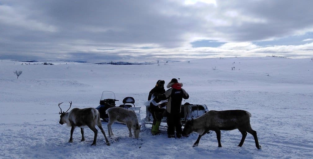 Image: Reindeer on their winter grazing grounds