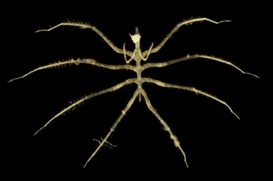 Image: A sea spider