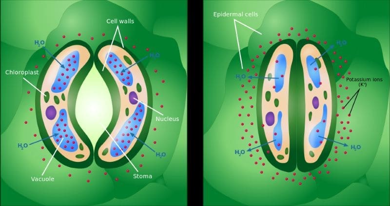 Image: Opening and closing of stoma (s. tree growth, carbon dioxide, water)