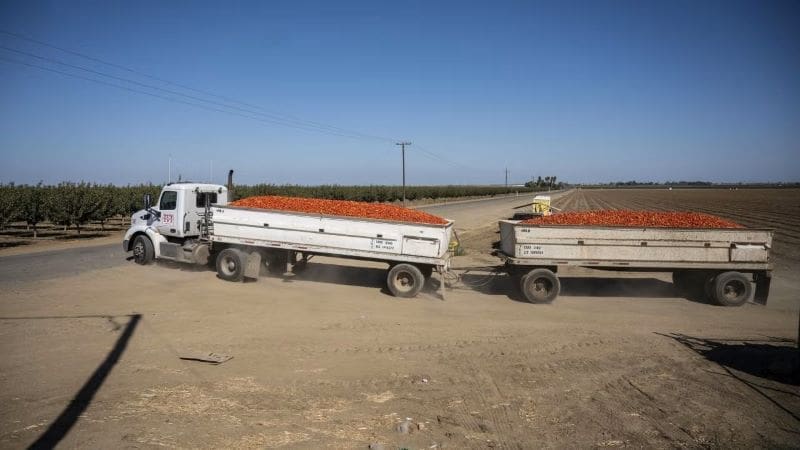 Climate Science Digest: December 3, 2025 Image: truck, tomatoes