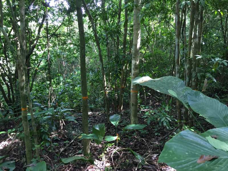 Image: tropical forest that is about thirty years old