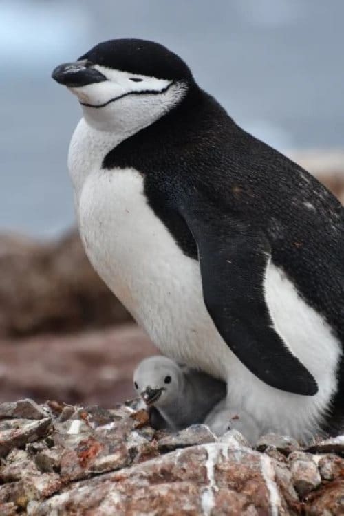 Image: Chinstrap penguin with its chick 