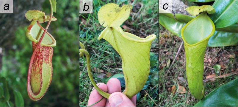 Climate Science Digest: January 6, 2026 Image: Nepenthes megastoma (s. climate change effects)