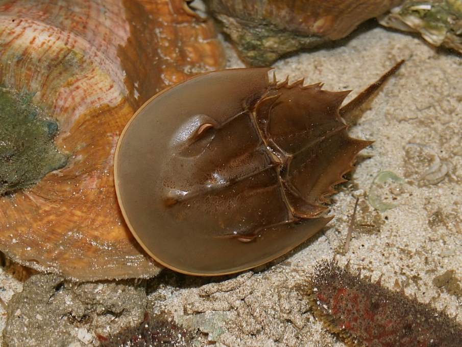Image: American horseshoe crab (Limulus polyphemus)