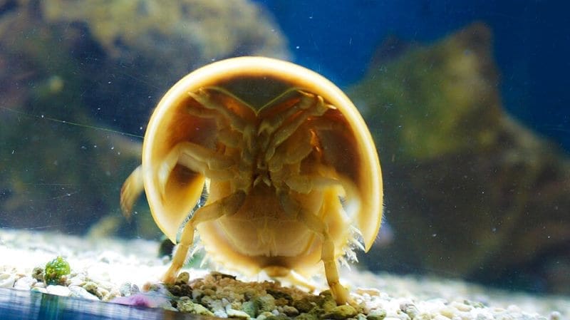 Conservationists sue Trump admin over inaction on horseshoe crabs Image: Atlantic horseshoe crab in an aquarium (s. conservation)