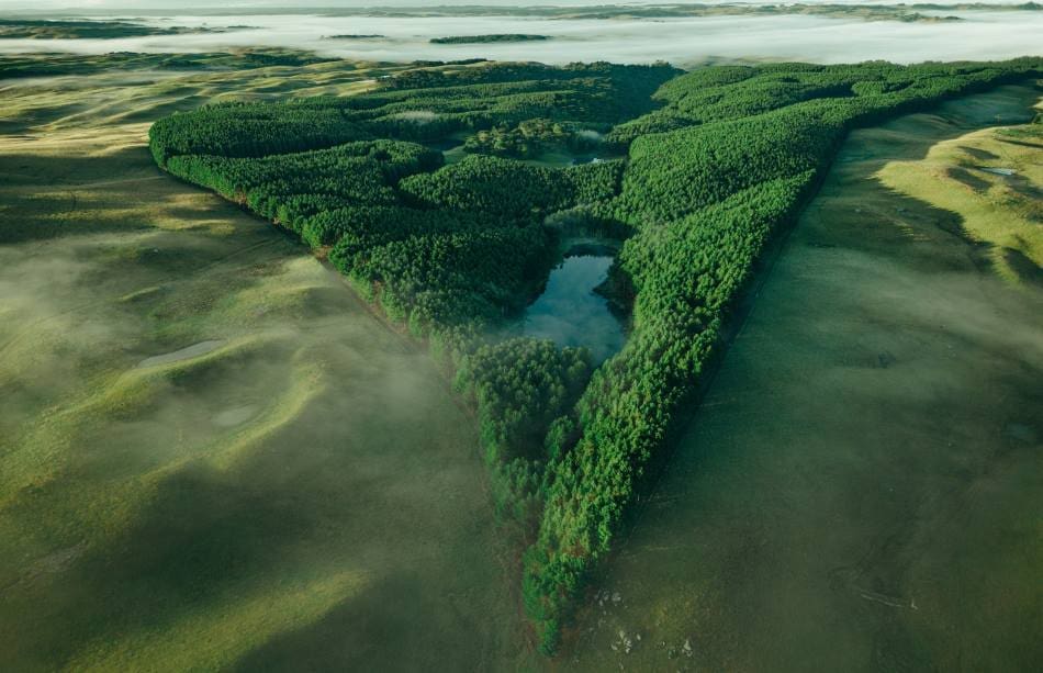 Image: aerial view of a river surrounded by a forest