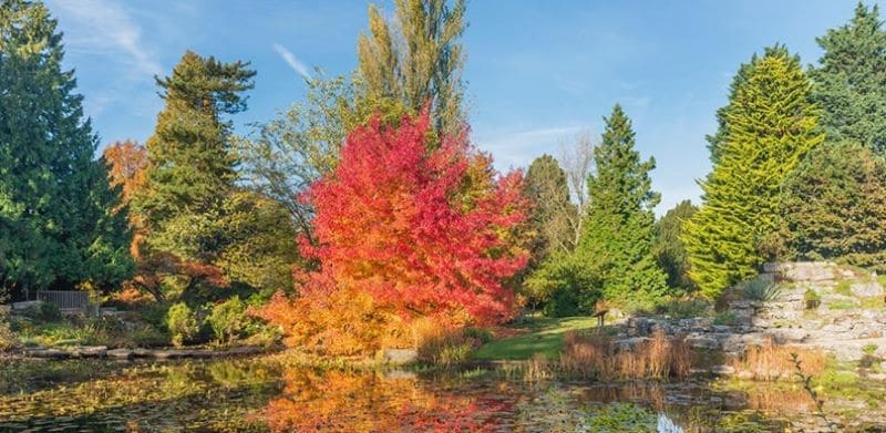 Image: Liquidambar styraciflua at Cambridge University Botanic Garden