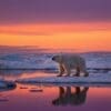 Image: Polar bear at sunset on ice