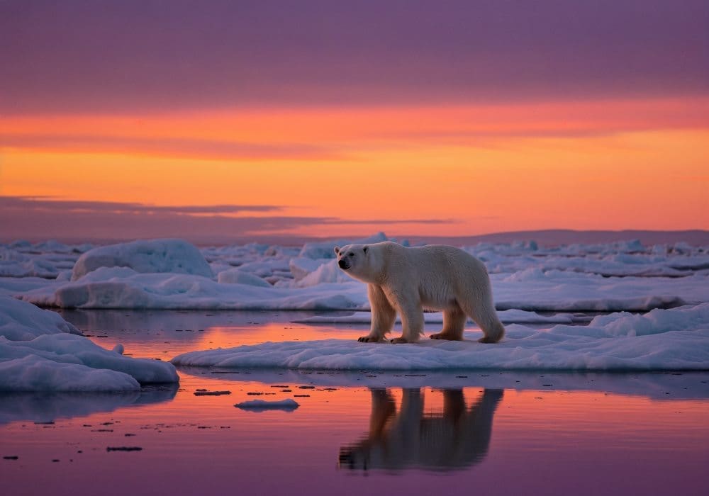 Image: Polar bear at sunset on ice