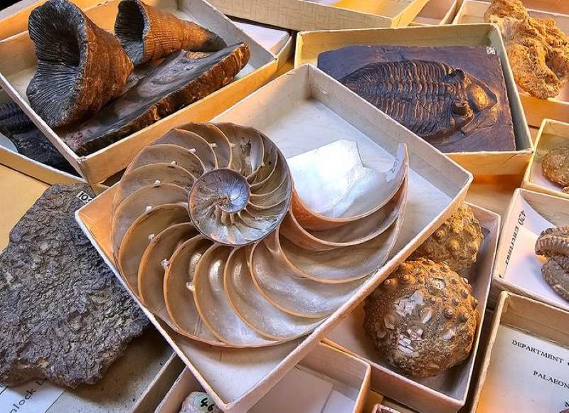Climate Science Digest: January 18, 2026 Image: Collection of invertebrate specimens (s. science, climate)