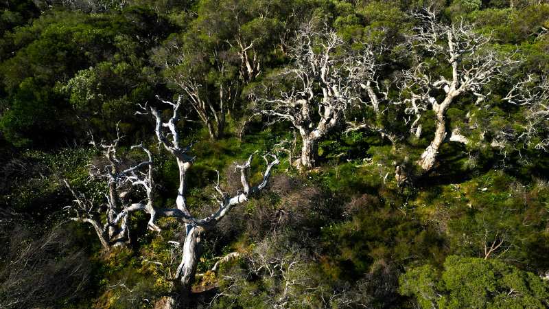 Climate-driven tree deaths speeding up in Australia: study Image: dead trees in the middle of a forest (s. Australia)