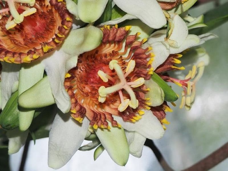 Image: Passiflora tine, an extremely rare plant held by two gardens worldwide