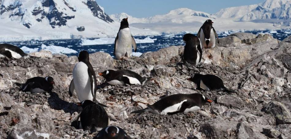 Image: Gentoo colony at Neko Harbour, Antarctica