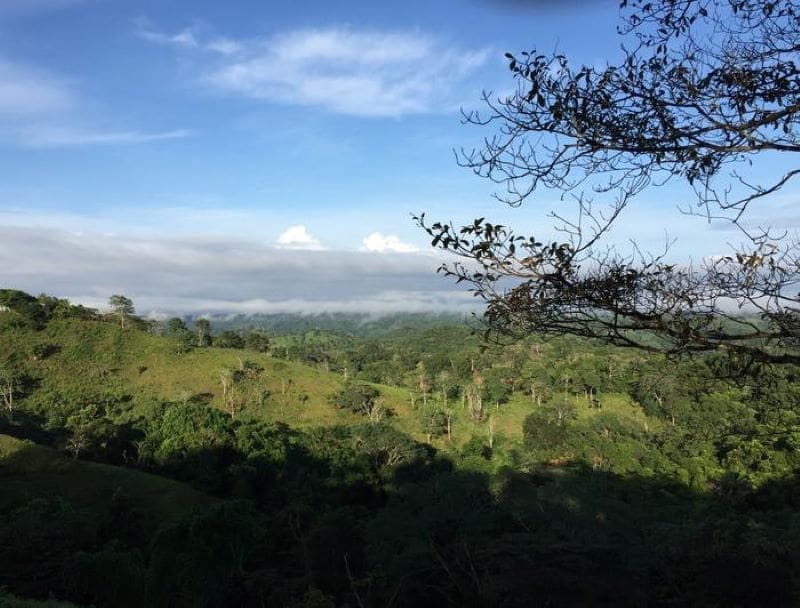 Image: Recovering forest in Panama