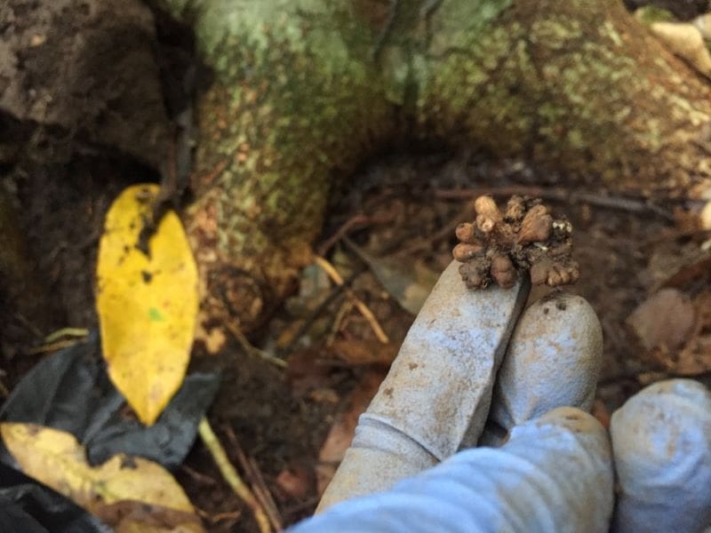 Image: root nodule on a legume tree 