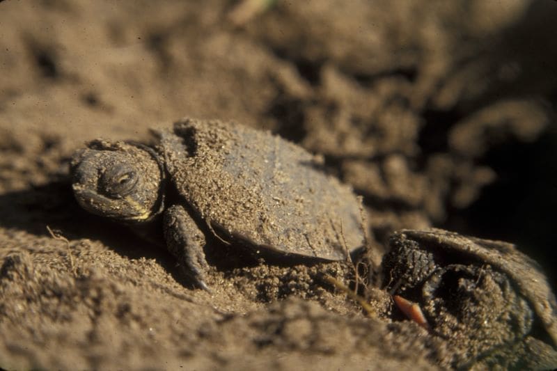 Image: A painted turtle hatchling