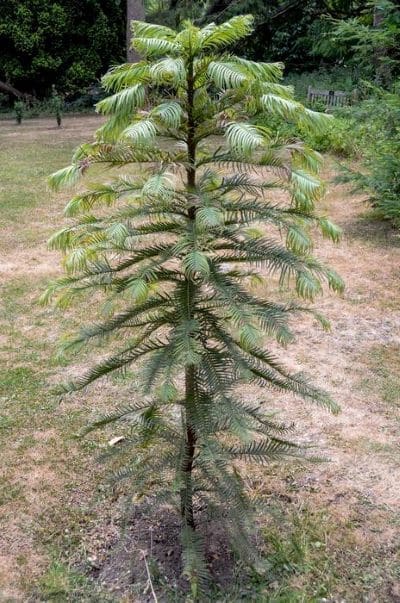 Image: Wollemia nobilis is very common in cultivation, and a successful example of conservation