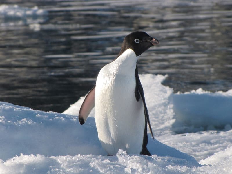 Antarctic Peninsula warming scenarios show stark sea level risks by 2100 and 2300 Image: An Adelie penguin photographed by Prof Bethan Davies (s. Antarctic Peninsula warming scenarios)