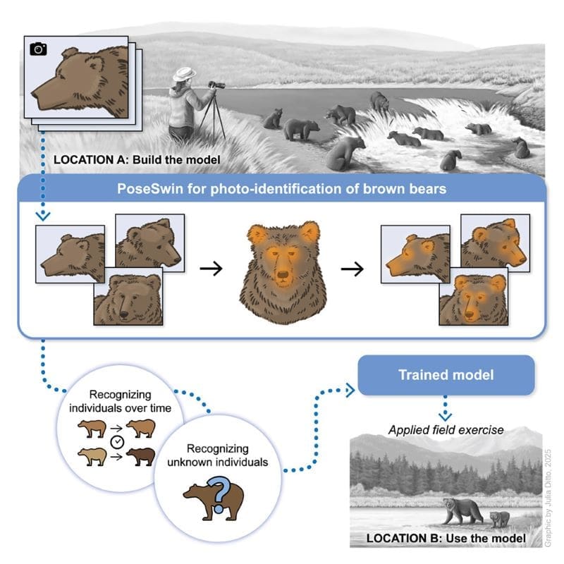Image: Individual identification of brown bears using pose-aware metric learning (PoseSwin) - Graphical abstract