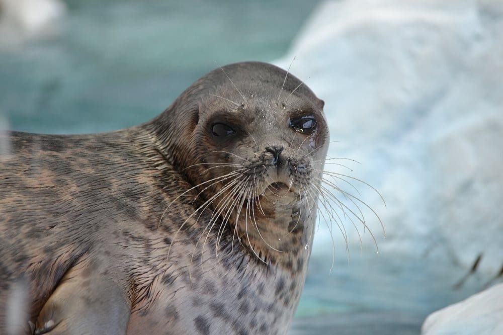 Image: ringed seal (Pusa hispida)