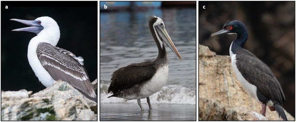 Image: The primary guano-producing bird species. (A) Sula variegata (Peruvian booby). (B) Pelecanus thagus (Peruvian pelican). (C) Leucocarbo bougainvilliorum (Guanay cormorant)