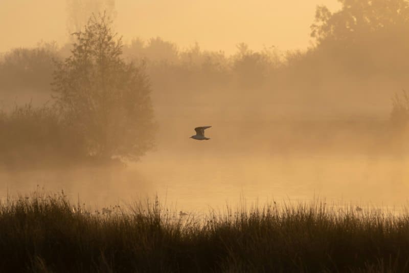 Image: bird flying above body of water in foggy day (s. atmospheric methane emissions)