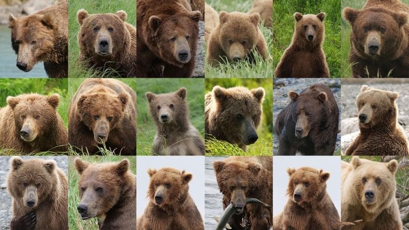 Image: PoseSwin is an AI capable of identifying wild bears one by one despite significant physical transformation