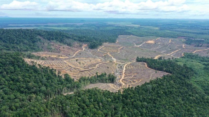 Image: A deforestation spot inside Mayawana Persada's pulpwood consession in West Kalimantan (July 2023) © Auriga Nusantara (s. Indonesia floods, deforestation, climate change effects)