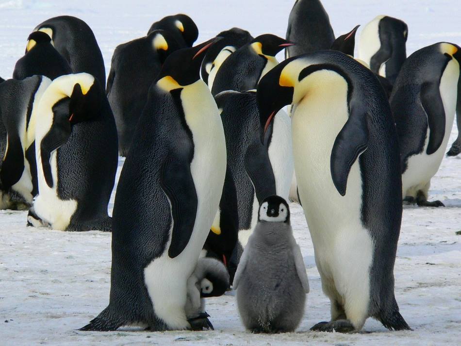 Image: Emperor penguins on Antarctic sea ice