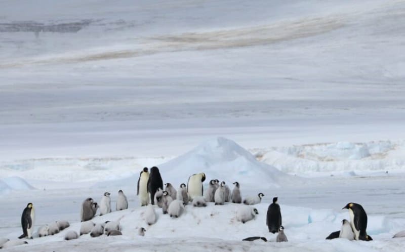 Satellite images reveal new threat to emperor penguins in Antarctica Image: Adult and chick emperor penguins