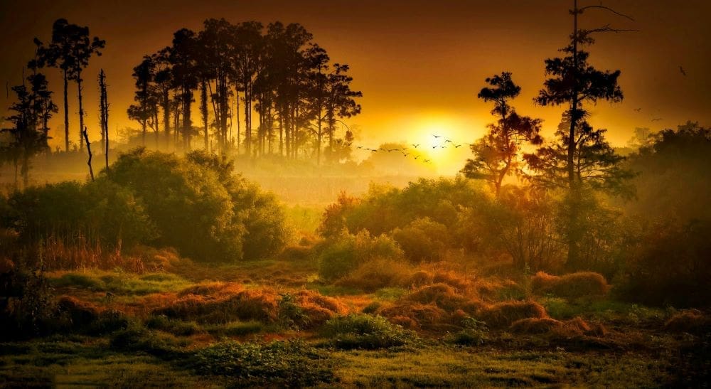 Image: Trees during Sunset