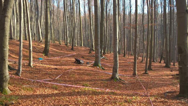 Image: Central European beech forest