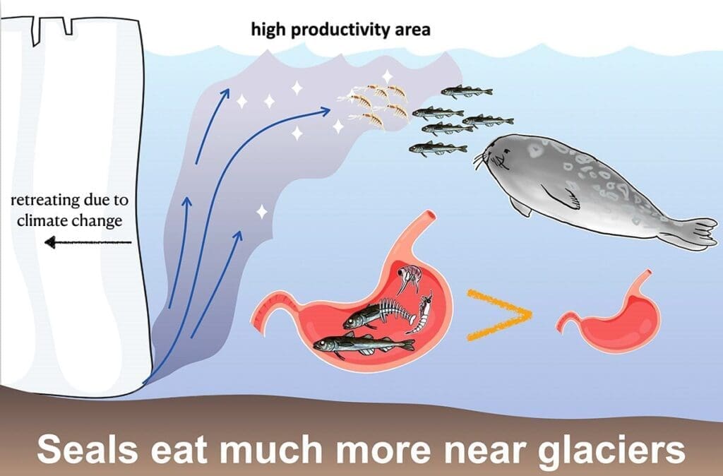 Where Greenland’s glaciers meet the sea, seals find more to eat Image: Seals eat much more near glaciers