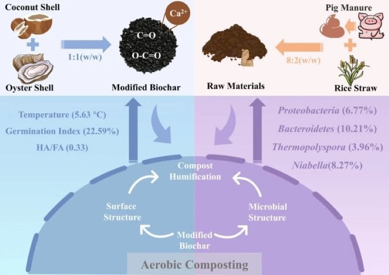 Image: Graphical Abstract - Oyster shell-functionalized biochar enhanced compost humification during the co-composting of pig manure with rice straw (s. climate change, science)