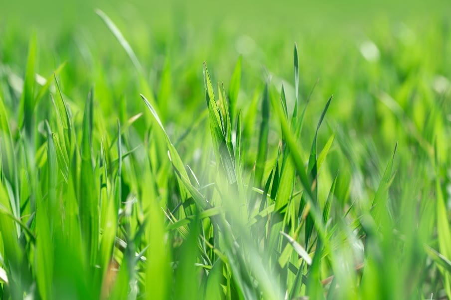 Image: Green wheat sprouts in a field