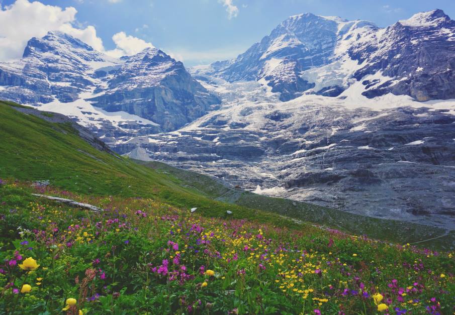 Image: A meadow in the Swiss Alps displaying a rich ecological community of flowers