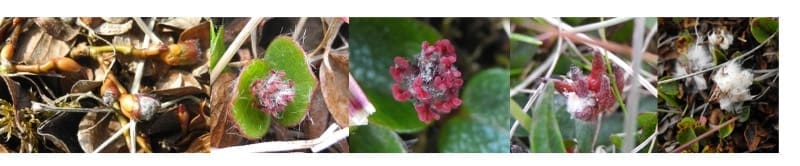 Climate Science Digest: February 19, 2026 Image: female flowers of Salix polaris