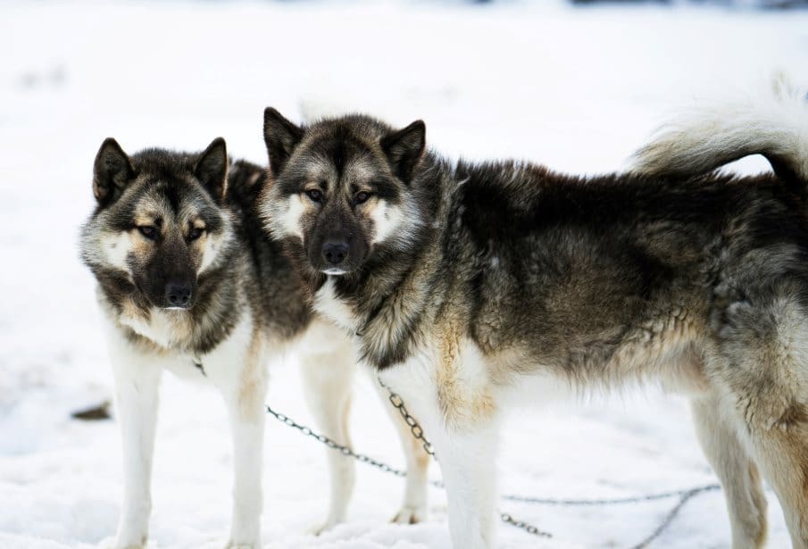 Image: siberian husky on snow (s. Holsteinsborg, Greenland)