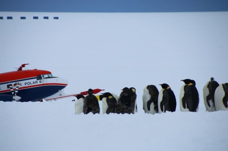Image: Polar 6 plane, penguins, Antarctica