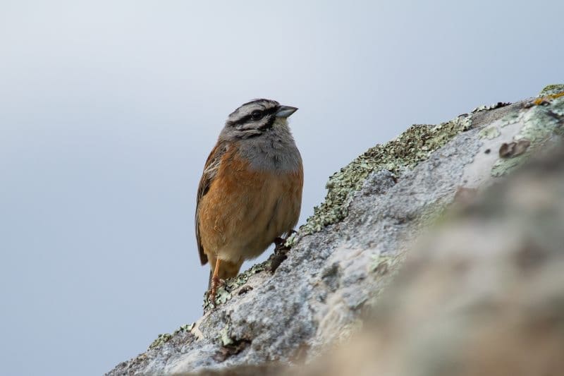 Image: Closeup shot of rock bunting perched on a rock 