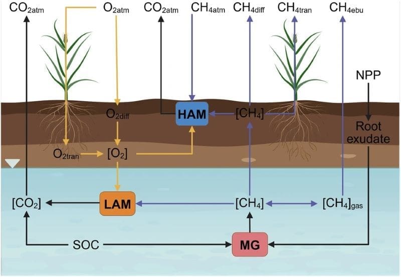 Image: Schematic diagram of wetland methane (CH4), carbon dioxide (CO2), and oxygen (O2) dynamics below the water table threshold. 