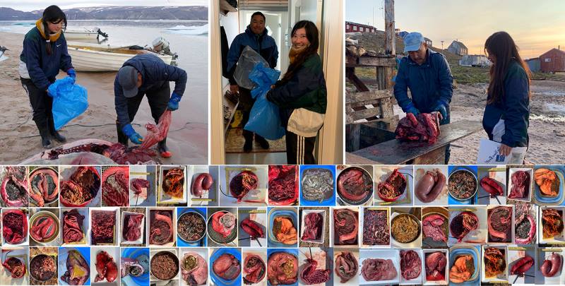 Where Greenland’s glaciers meet the sea, seals find more to eat Image: Inuit hunters collaborating with researchers in Greenland. Below, prey items found in the stomachs of ringed seals analysed in the study