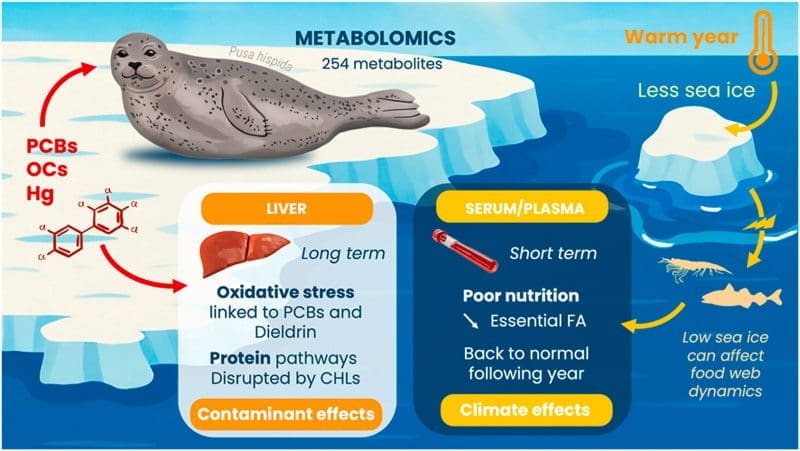 Image: Arctic ringed seal infographic (s. Arctic warming and toxic pollutants linked to malnutrition in ringed seals) 