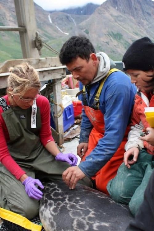 Image: Arctic ringed seal, northern Labrador, Canada