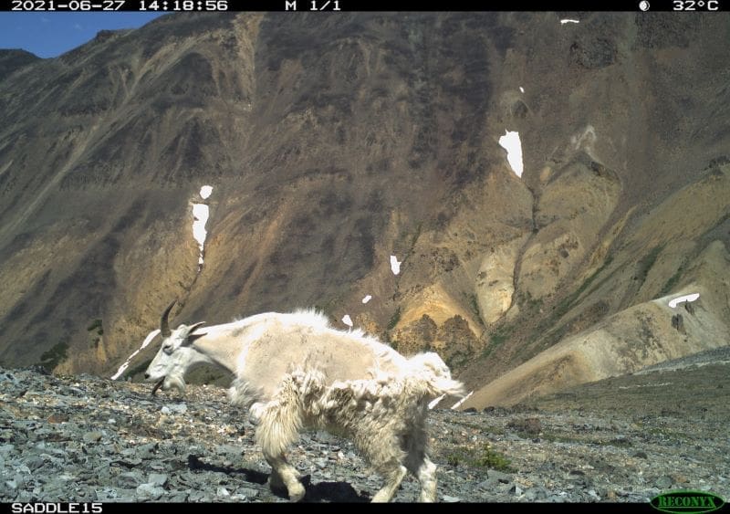 Image: A goat enduring the heat (s. 2021 western North American heatwave)