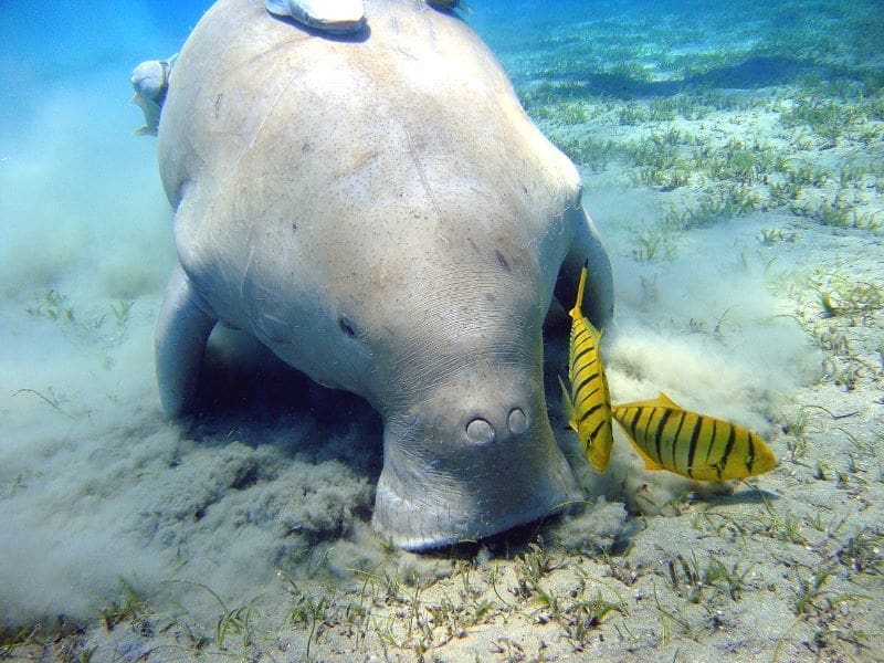 Image: Dugong near Marsa Alam, Egypt 