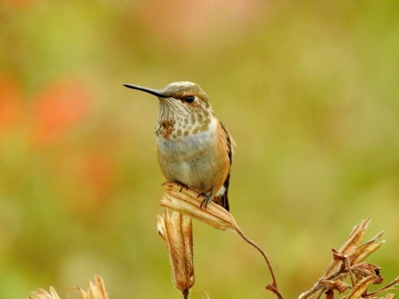 Image: Dried Scarlet monkeyflower with hummingbird pollinator (s. Genetic adaptation helped wild plant populations survive record drought)